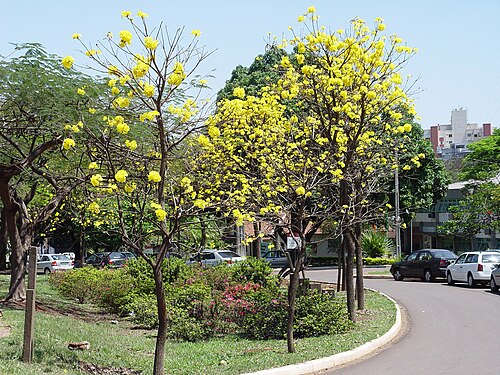 Universidade Estadual de Maringá (UEM), Maringá